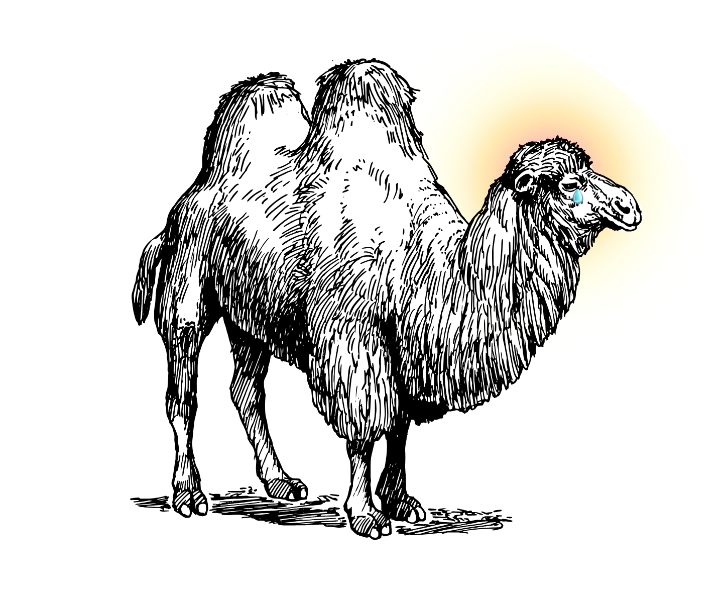 Tears of a Thousand Camels